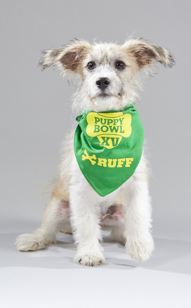 Photos From Puppy Bowl 2019 Lineup E Online